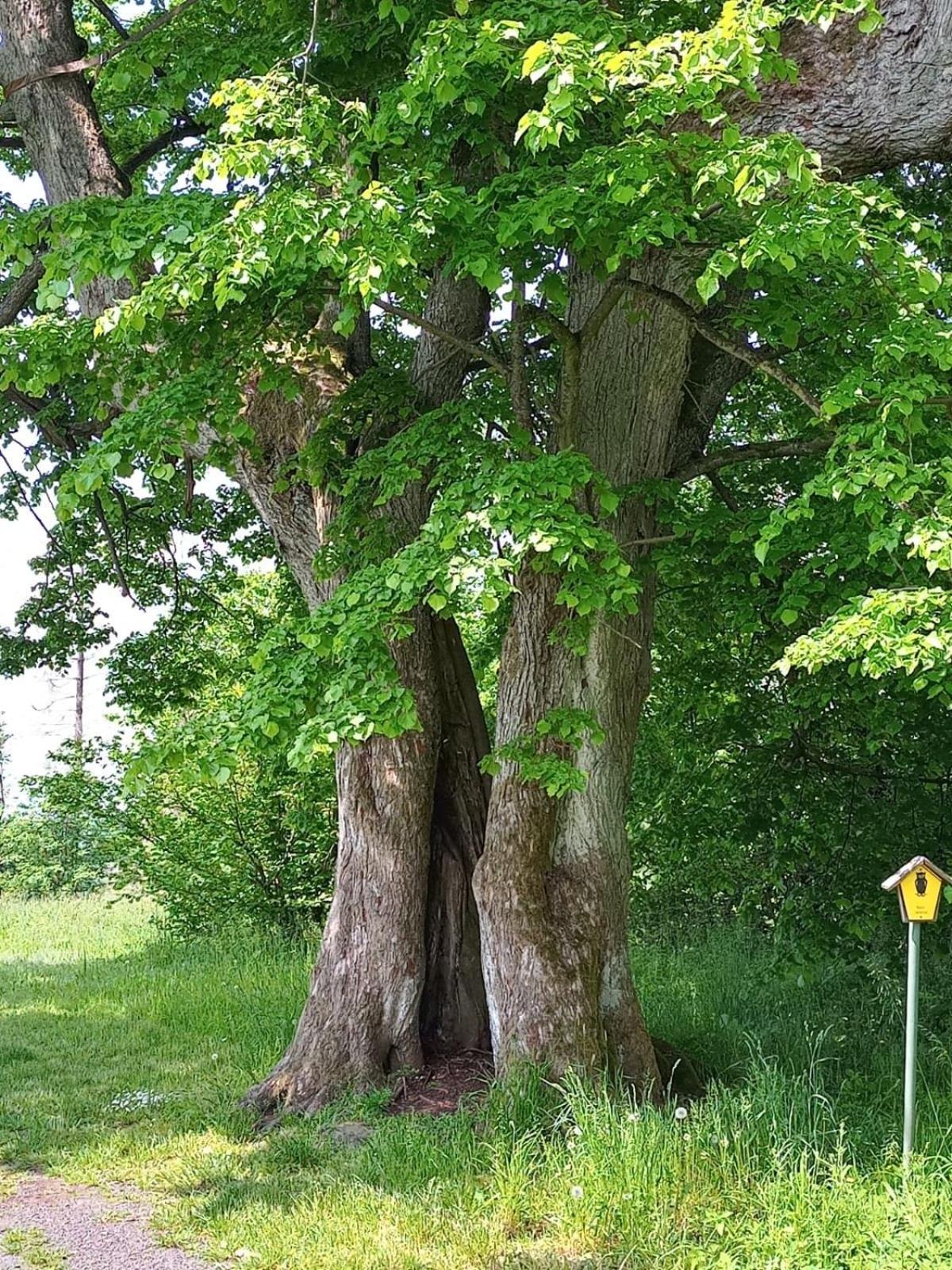 Ferienwohnung Am Hochrhoener Andenhausen エクステリア 写真